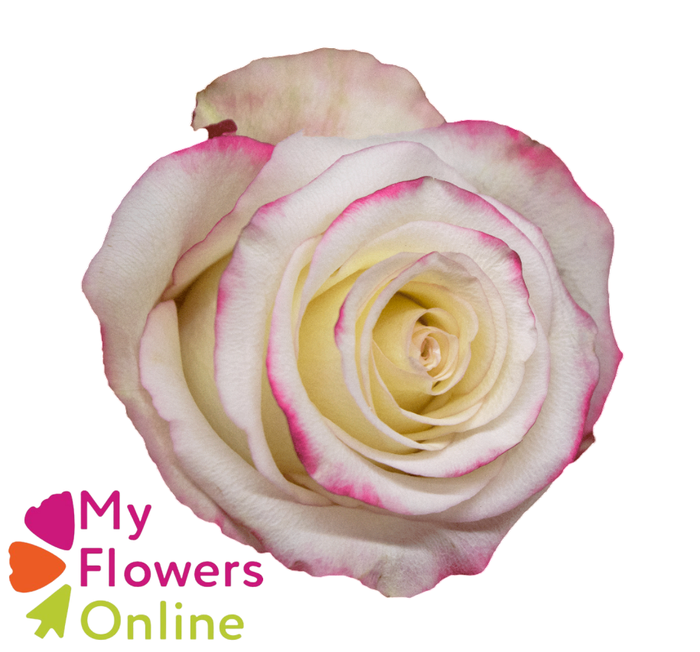 R Gr Sweetness Bicolor 50cm EC