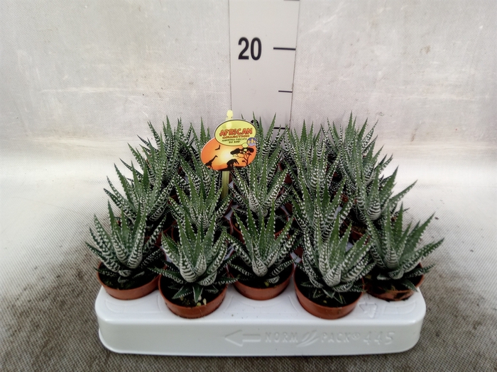 <h4>Haworthia fasciala 'Big Band'</h4>