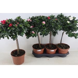 RHODO OV