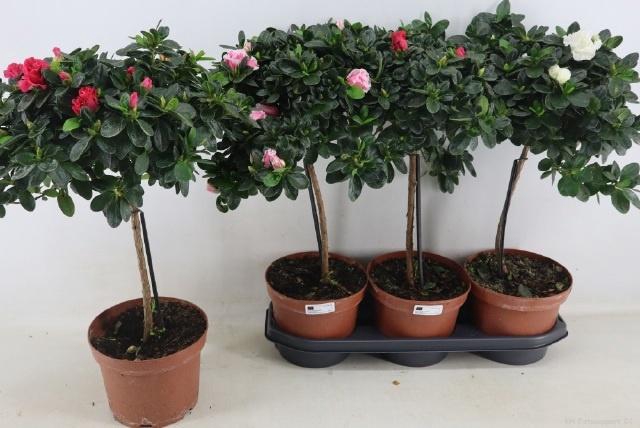 <h4>RHODO OV</h4>