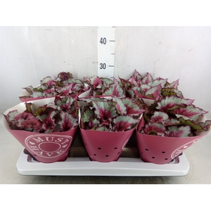 Begonia BD 'Caribbean Night'