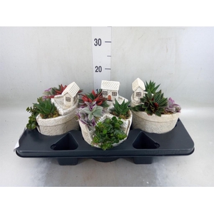 Arr.   Kamerplant Groen H%