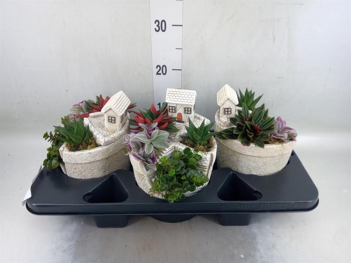 Arr.   Kamerplant Groen H%