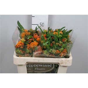Ascl Tuberosa