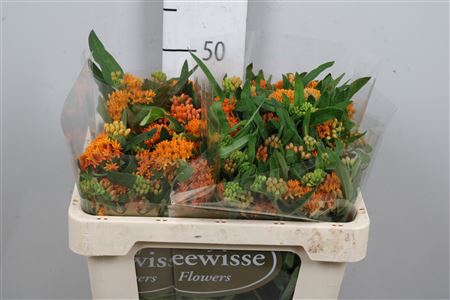 <h4>Ascl Tuberosa</h4>