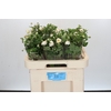 Anemone White
