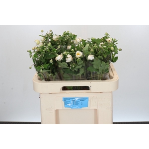 Anemone White