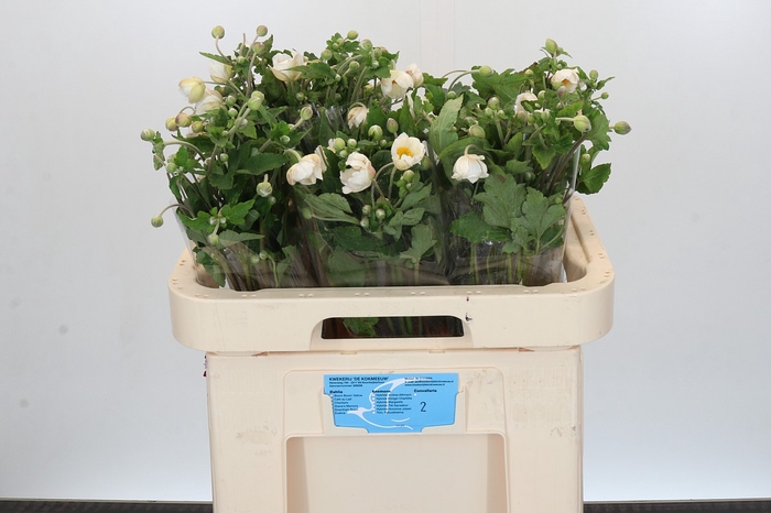 <h4>Anemone White</h4>