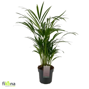 DYPSIS LUTESCENS