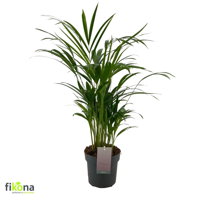 <h4>DYPSIS LUTESCENS</h4>