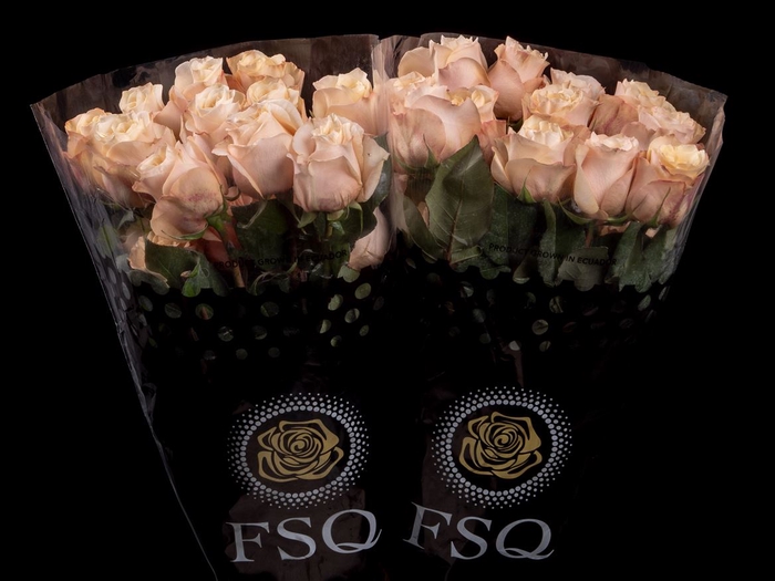 <h4>R GR Glow Girl</h4>