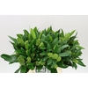 Skimmia C Kew Green