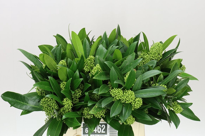 Skimmia C Kew Green