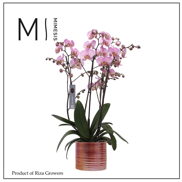 <h4>Mimesis Phal. Marvellous Pink Special - 50+ flowers 17cm in Didi Pearl Pink Ceramic</h4>