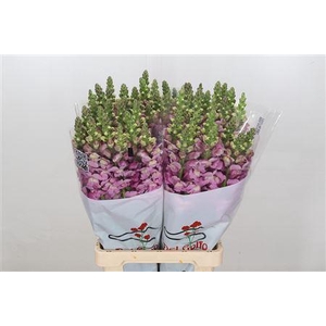 ANTIRRH POTOMAC LAVENDER