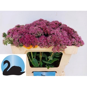 SEDUM T MUN D RED BL