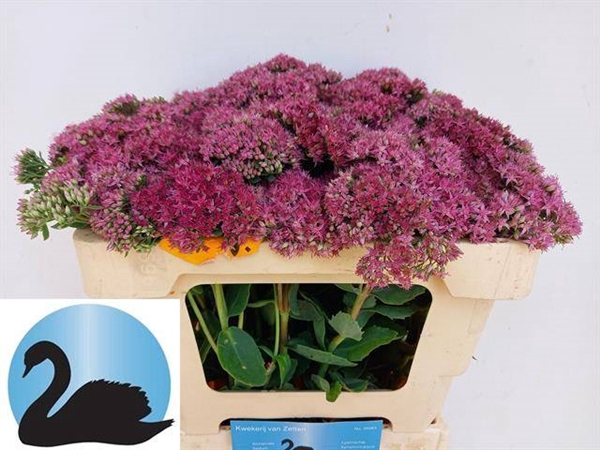 <h4>SEDUM T MUN D RED BL</h4>