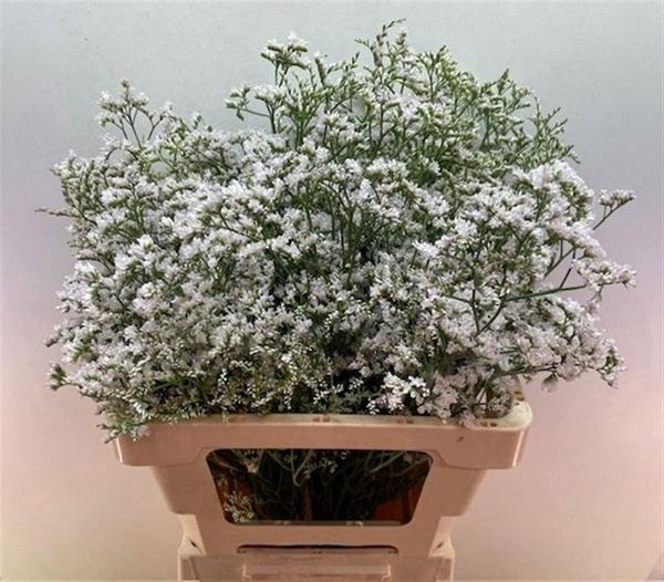 <h4>LIM WHITE NETO</h4>