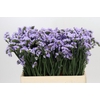 Limonium Donau Birds