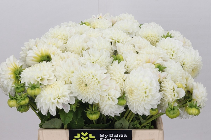 <h4>Dahlia Ice Ice Baby</h4>