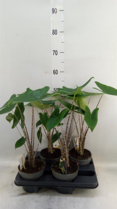 <h4>Alocasia zebrina</h4>