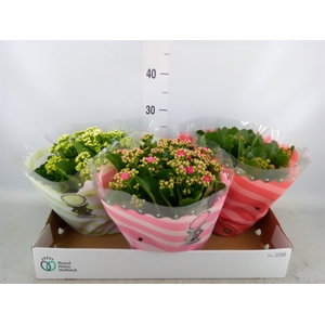Kalanchoe blos.   ..rosebud mix  5