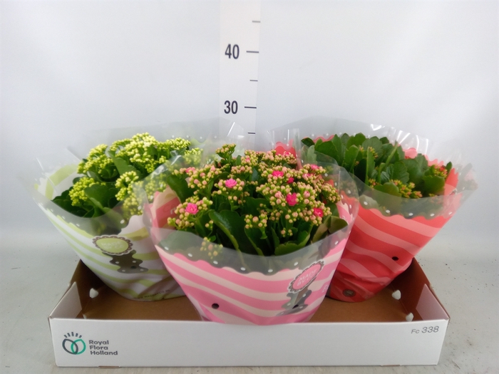 <h4>Kalanchoe blos.   ..rosebud mix  5</h4>