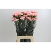 Dianthus St Sarah Pink