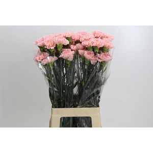 Dianthus St Sarah Pink
