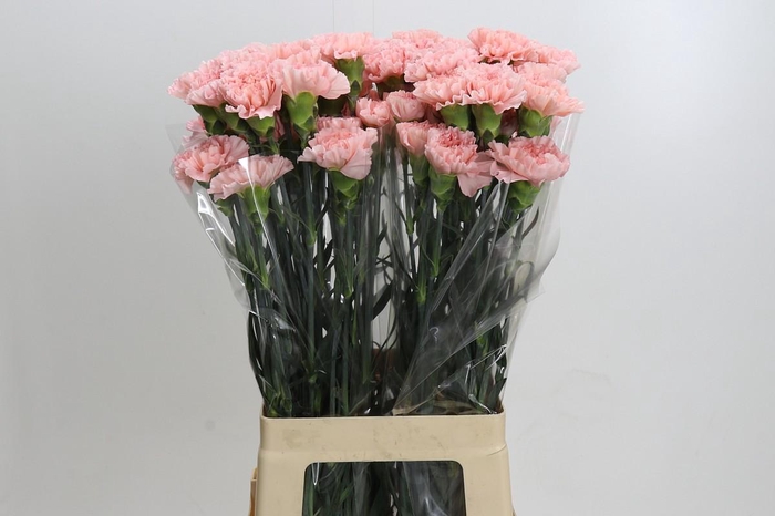 Dianthus St Sarah Pink