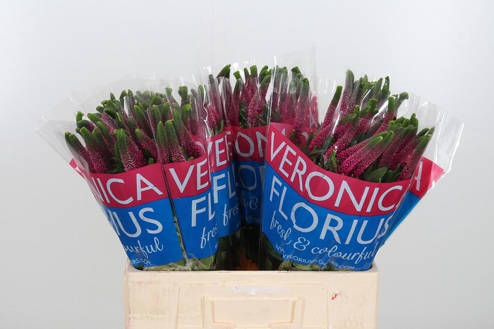 <h4>Veron Smart Iselle</h4>