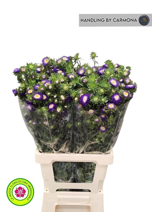 <h4>CALLIS MATS D BLAUW</h4>