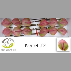 ANTH A PERUZZI