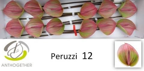 <h4>ANTH A PERUZZI</h4>
