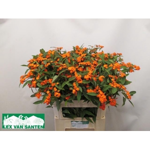 EUPH F T QUEEN ORANG