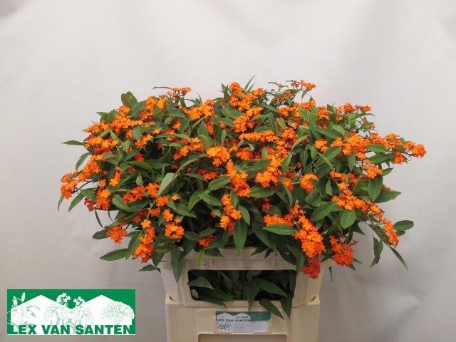 <h4>EUPH F T QUEEN ORANG</h4>