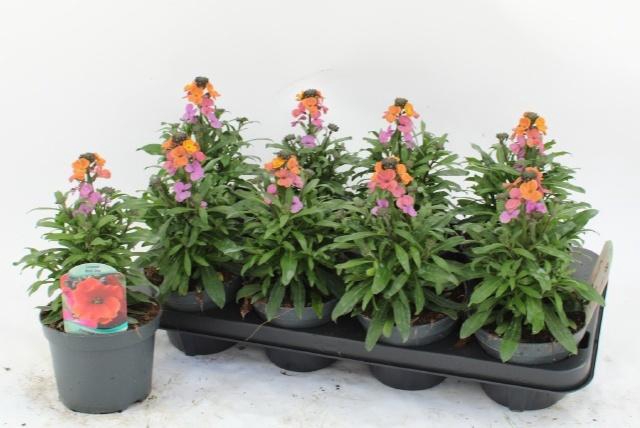 <h4>ERYS RED JEP</h4>