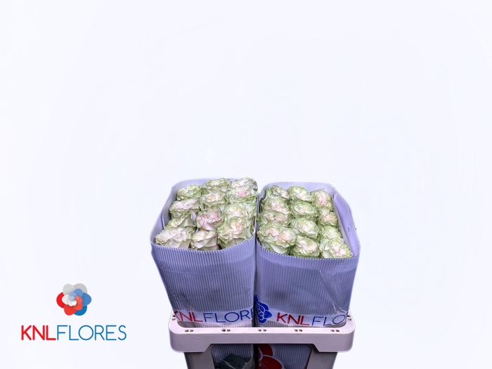 <h4>R GR COUNTRY SECRET</h4>