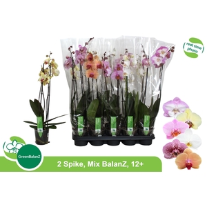 PHAL GEM