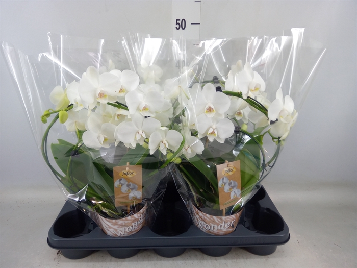 <h4>Phalaenopsis   ...</h4>