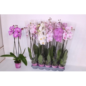 PHAL GEM 5 KL