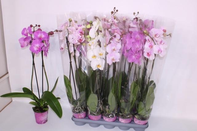 <h4>PHAL GEM 5 KL</h4>