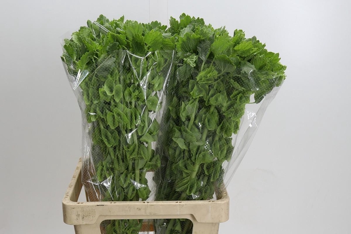 <h4>Moluccella Laevis</h4>