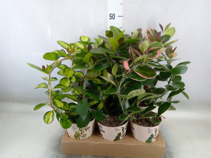 <h4>Hoya   ...mix</h4>
