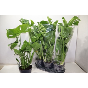 Monstera Deliciosa