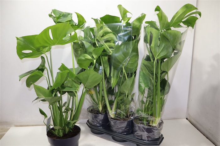 <h4>Monstera Deliciosa</h4>