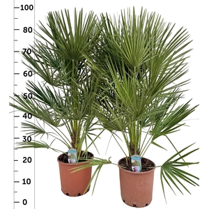 CHAM HUMILIS