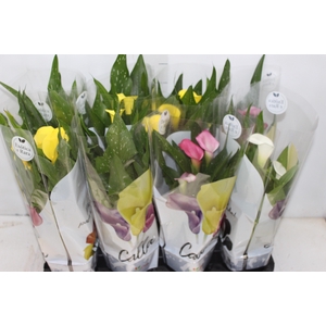 CALLA COLORIDA P14