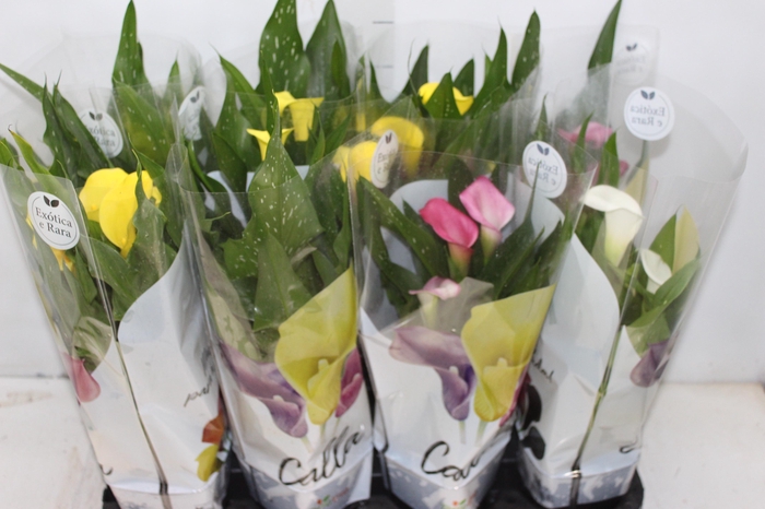 CALLA COLORIDA P14
