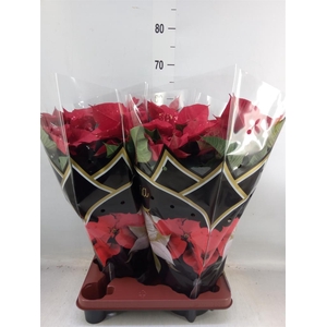 Euphorbia pulc. 'Fantasy Star'